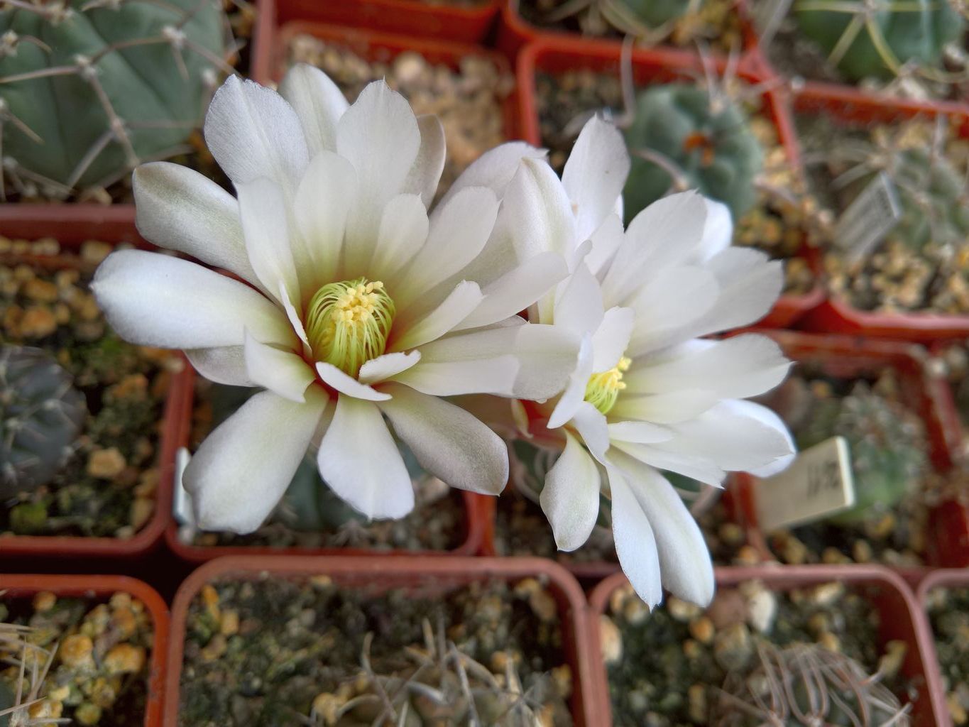 Gymnocalycium schroedervpaucicostatum LB 960